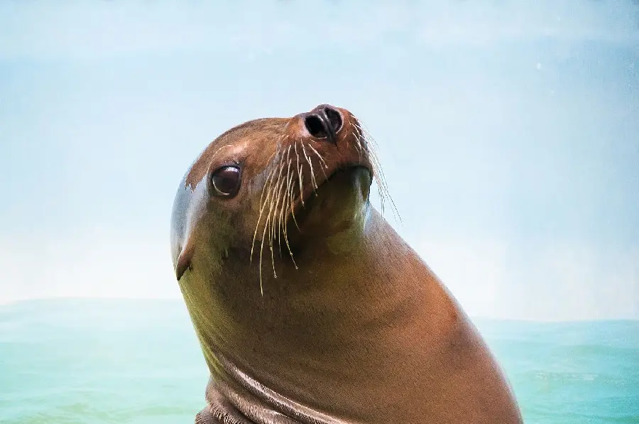 Caspian seal wallpaper Pusa caspica for lovers of this intelligent and beautiful animal
