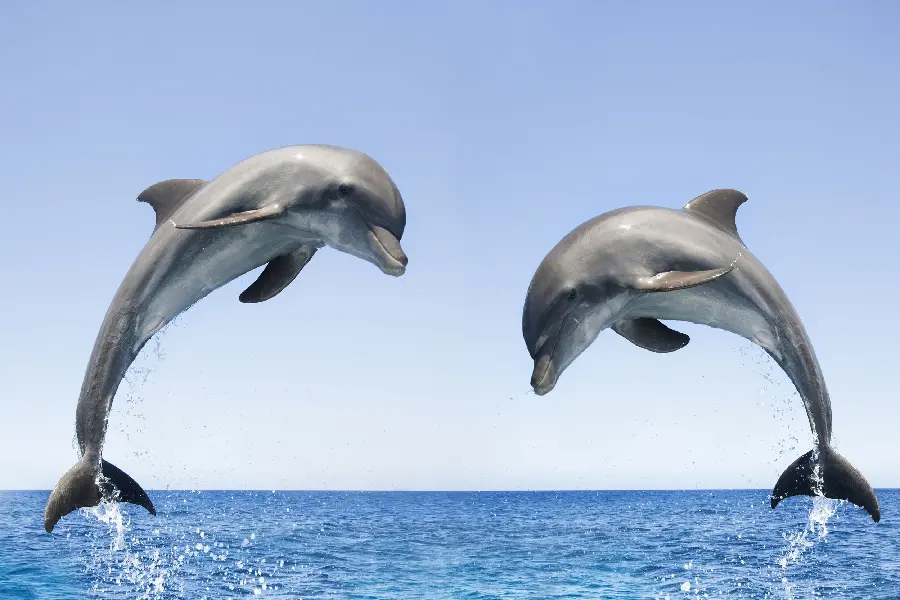 Beautiful and intelligent dolphins wallpaper in the blue sea