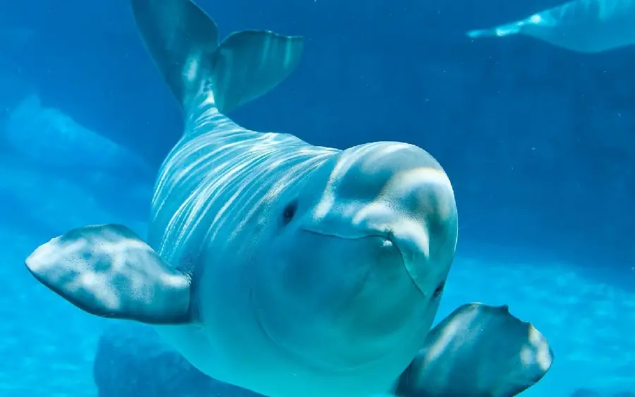 A spectacular wallpaper of the northern cold-water whale called the Beluga