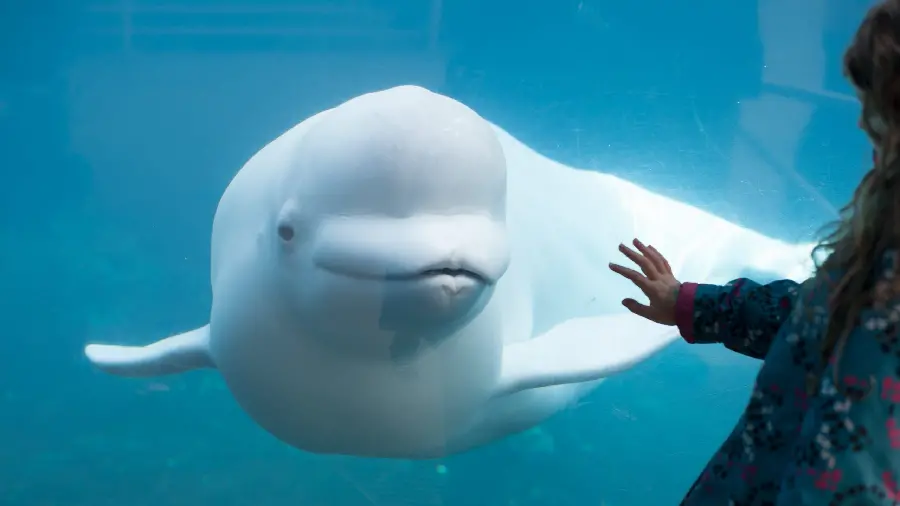 Beluga white whale profile photo behind the glass of a large aquarium