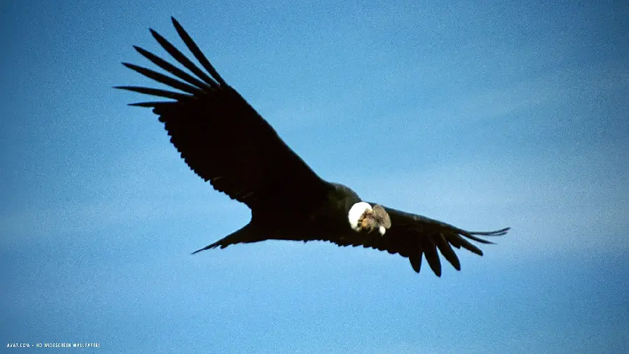Wallpaper of a lonely bird of prey at the top to create a photo caption 