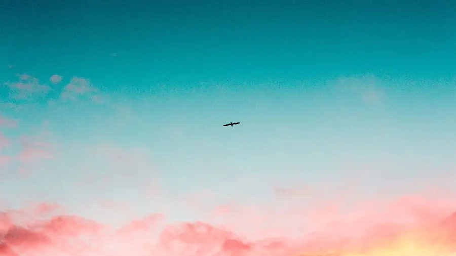 Download beautiful and impressive photos of birds flying from Johor