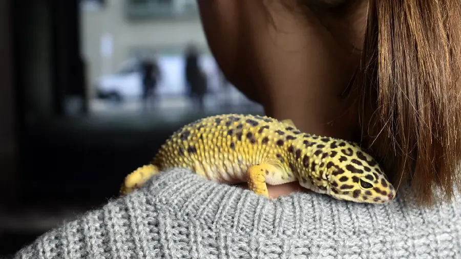 A very beautiful and emotional photo of the relationship between a human and a leopard gecko