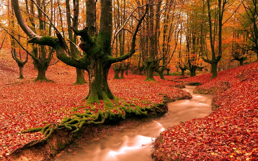 The most special dreamy image of autumn scenery in dense forests 