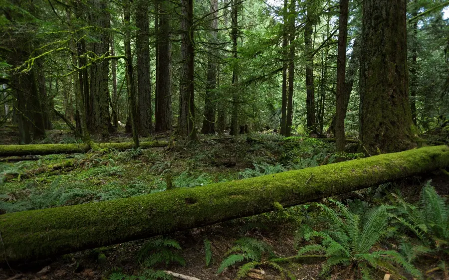 Most downloaded wallpaper of a rainforest and a natural attraction