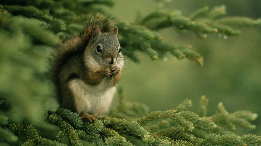 A very beautiful photo of a chubby squirrel on green leaves