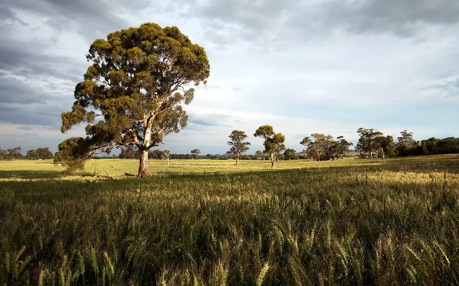 Wallpaper of eucalyptus trees in a natural attraction