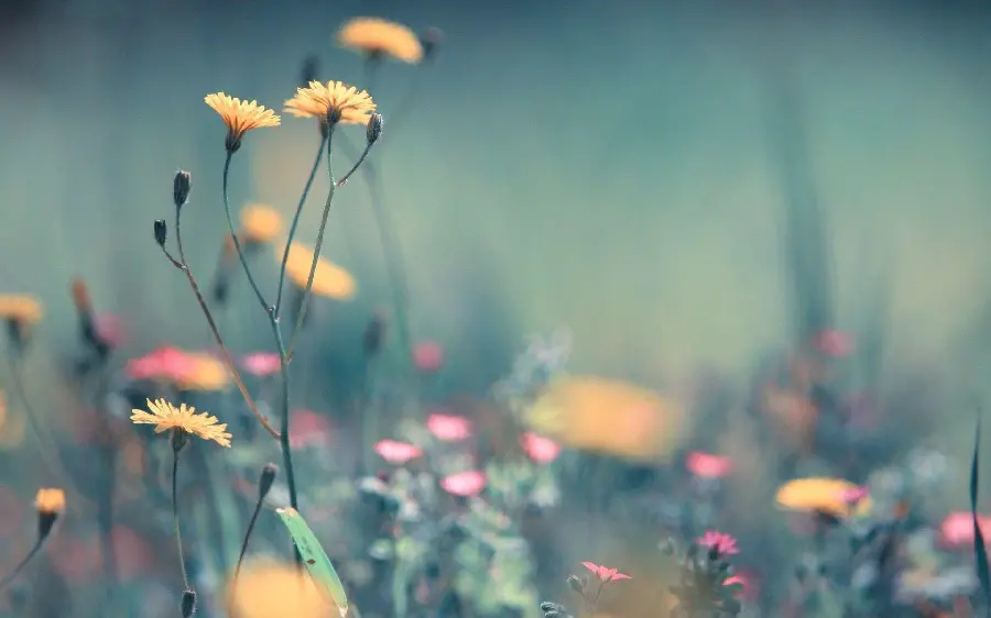 High Quality Spring Wildflowers Background in a Beautiful Plain