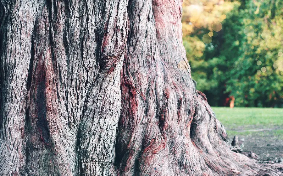 Wallpaper of an old tree trunk for Photoshop and editing