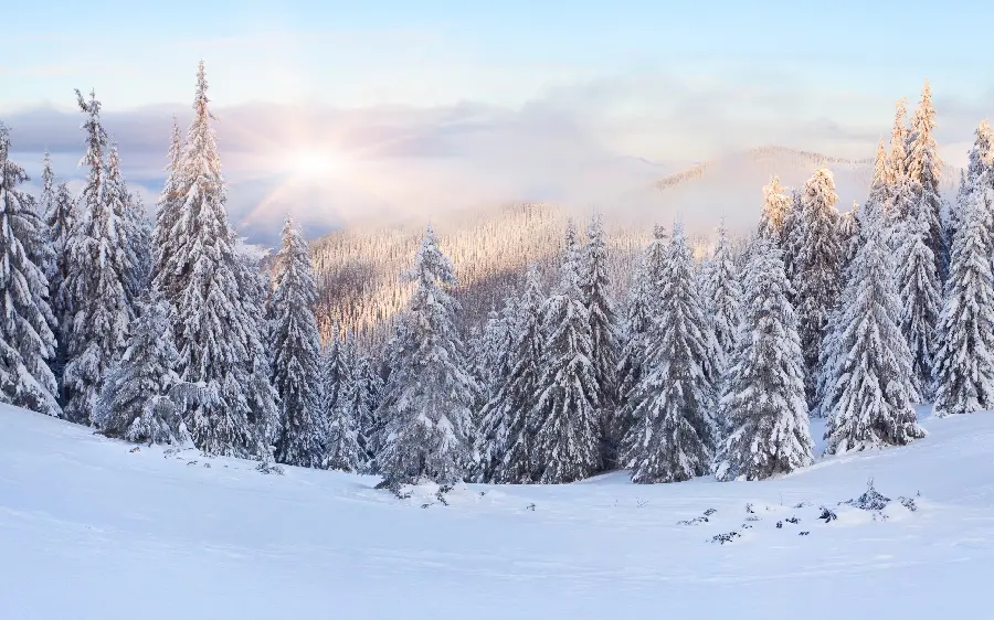 The most mysterious winter snowy stock image of tall trees HD 