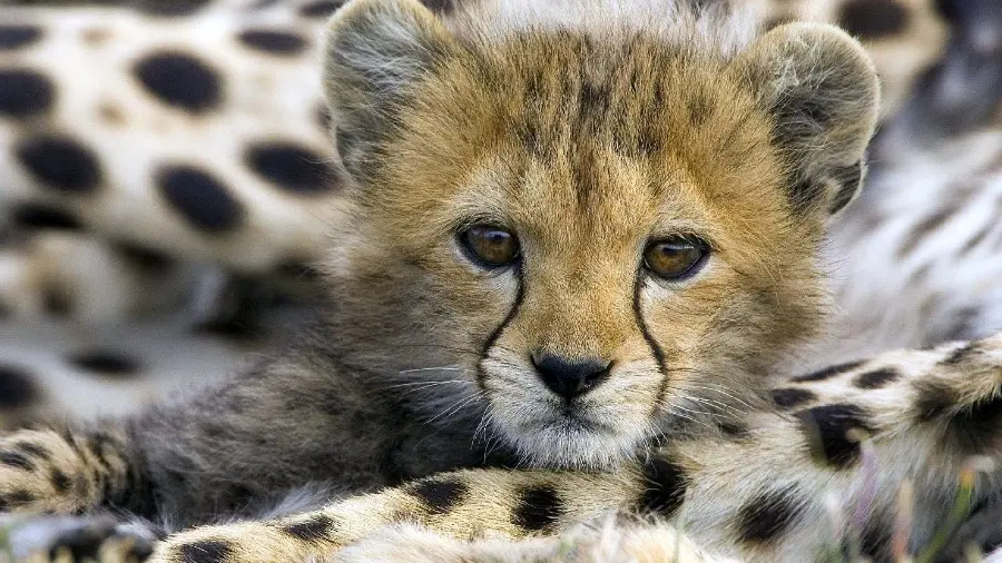 Cute and googly cheetah cub wallpaper with beautiful eyes
