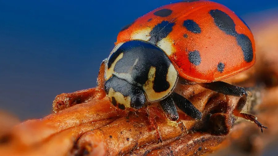 Spectacular and interesting photo of ladybug for computer and laptop background
