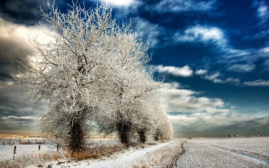 Winter wallpaper of the road and white trees