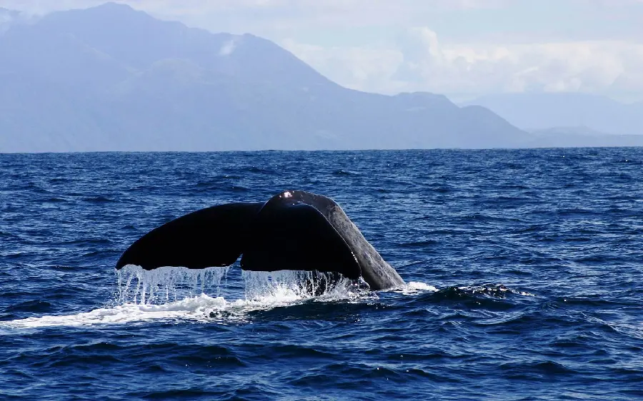 Stock photo of a surprising moment of a sperm whale diving 
