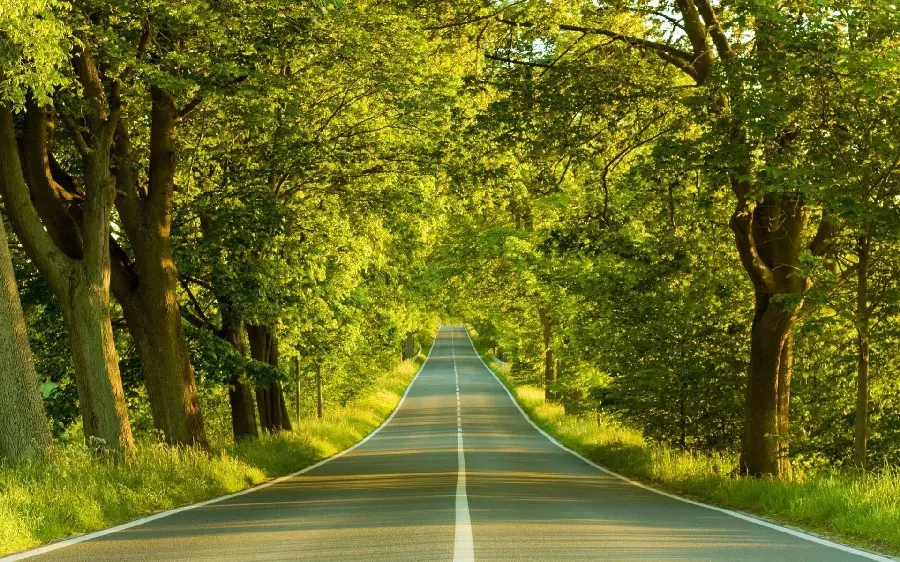 Wallpaper with a road view surrounded by tall trees