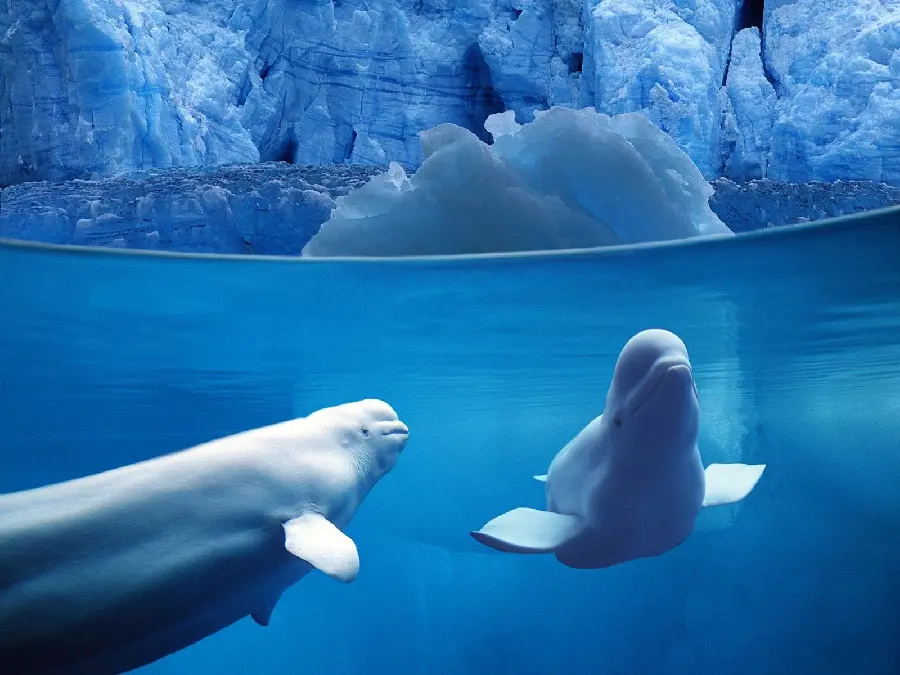 Download Beluga whale photo under the ice and frozen northern waters