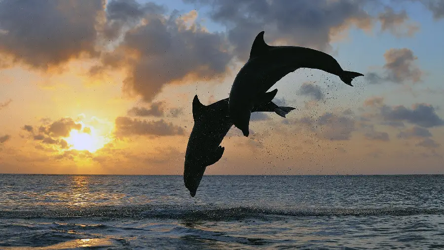 Very beautiful wallpaper of dolphin jumping for fans of this intelligent mammal