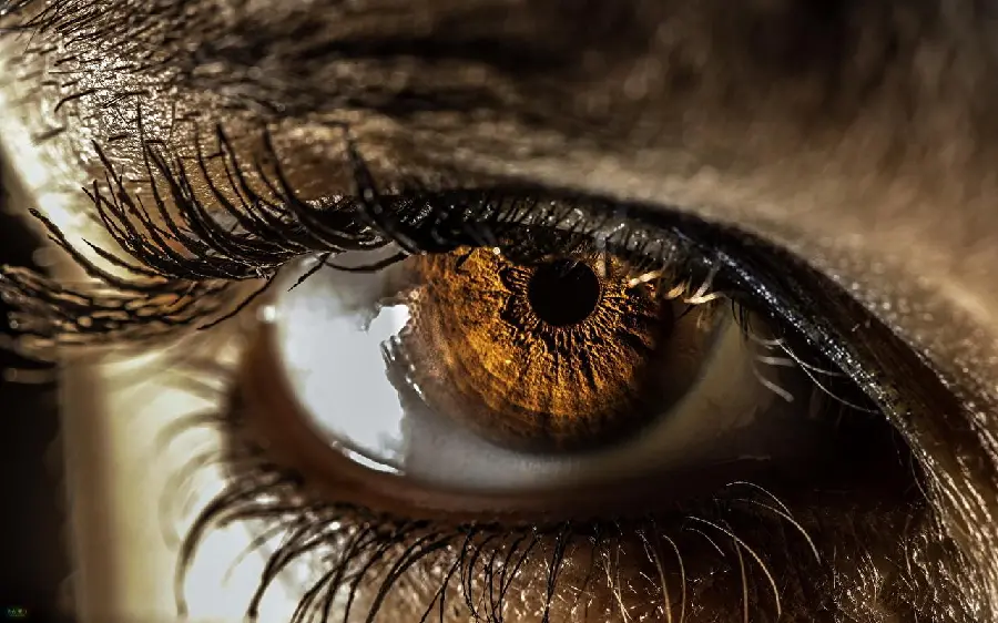 Close-up photo of eye and eyelash extensions 