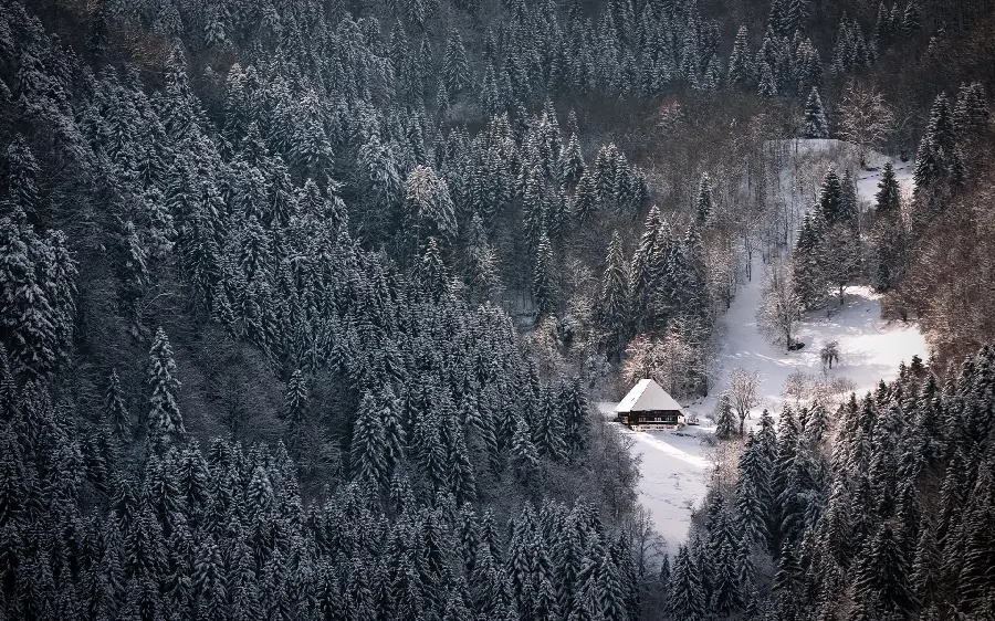 Image of trees growing in the mountains and a dreamy snow hut in high quality