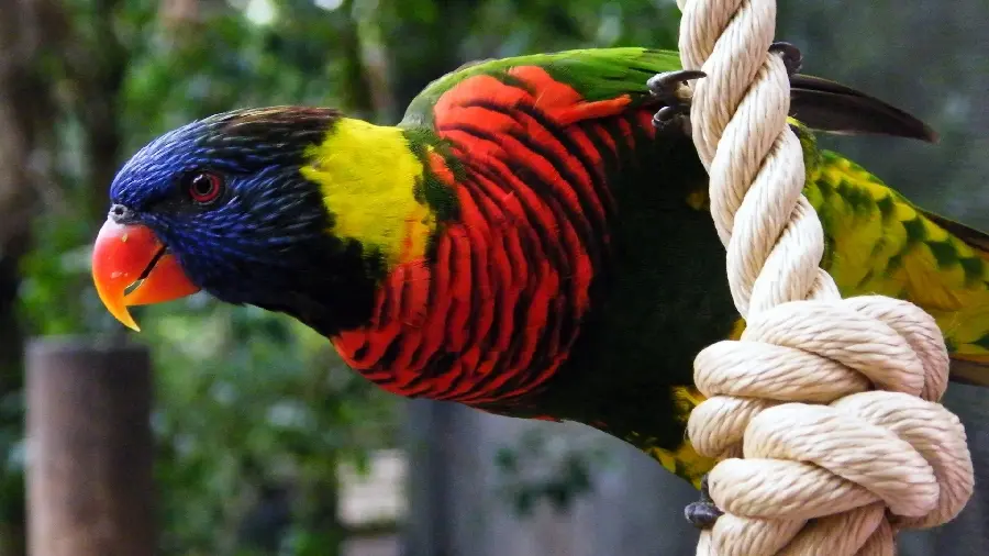 Special and unique background of a colorful and attractive parrot 