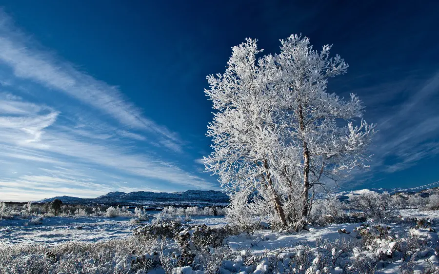Winter wallpaper of a single tree in the middle of the plain with snowy leaves 