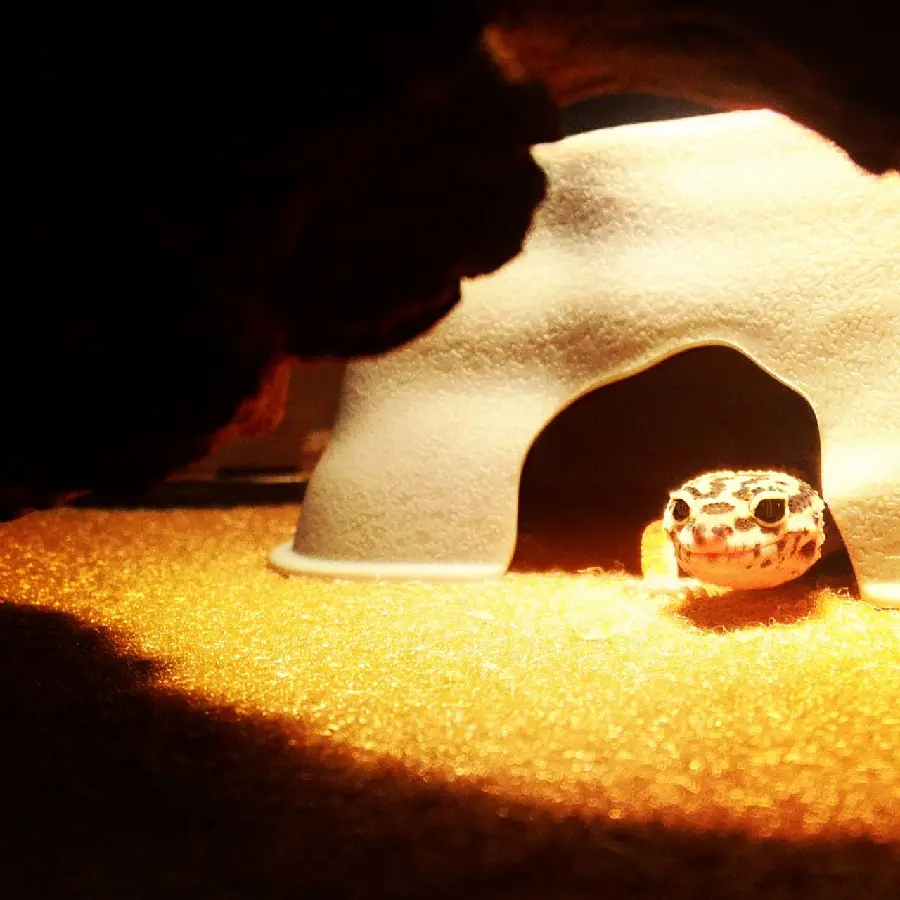 Amazing background photo of a leopard gecko, a species of lizard