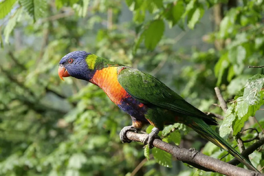 Free HD Greenchick parrot background in amazing forests