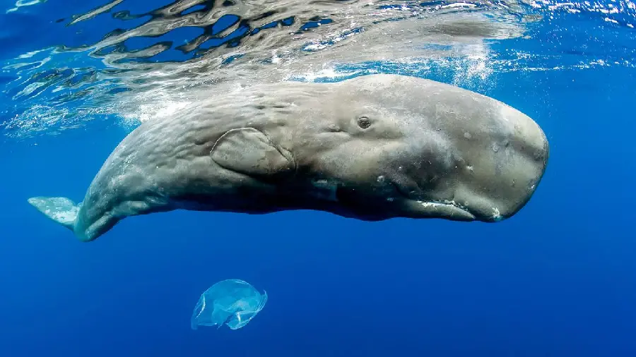 Background of sperm whale with large square head and lower jaw in the ocean