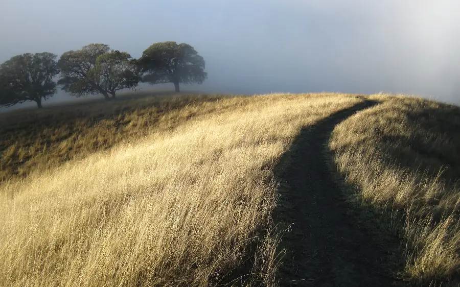 Special background image of strong wind in the middle of nature and meadow