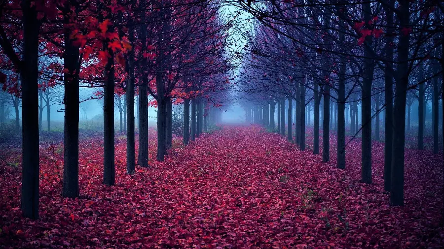 Autumn profile photo of a romantic couple, a girl and a boy, walking in a dreamy autumn red forest