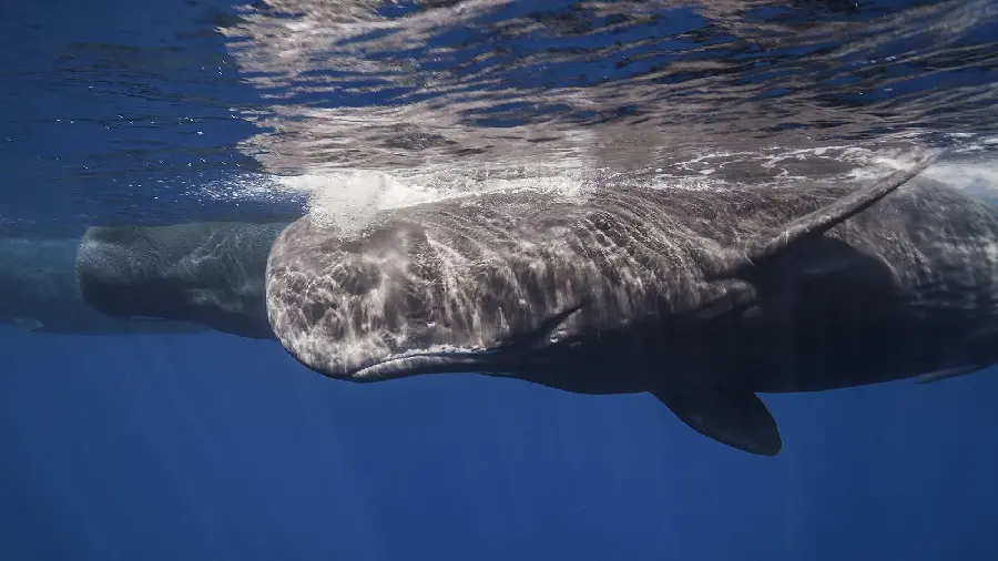Download photo of dark gray sperm whale in lower latitudes