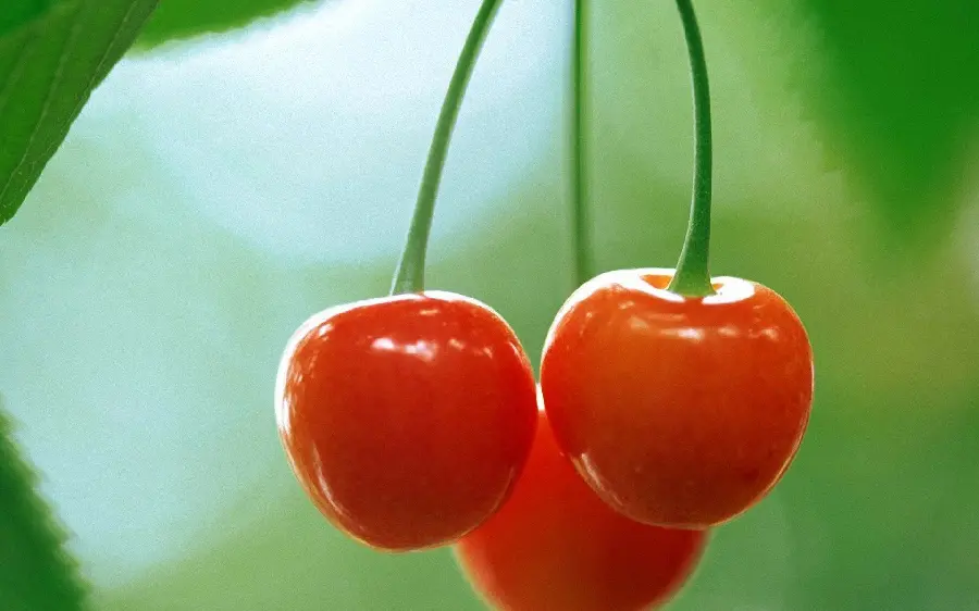 Stock photo of a cherry tree with ripe, mouth-watering fruits