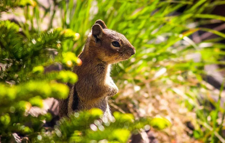 Picture taken of a popular marmot or ground squirrel