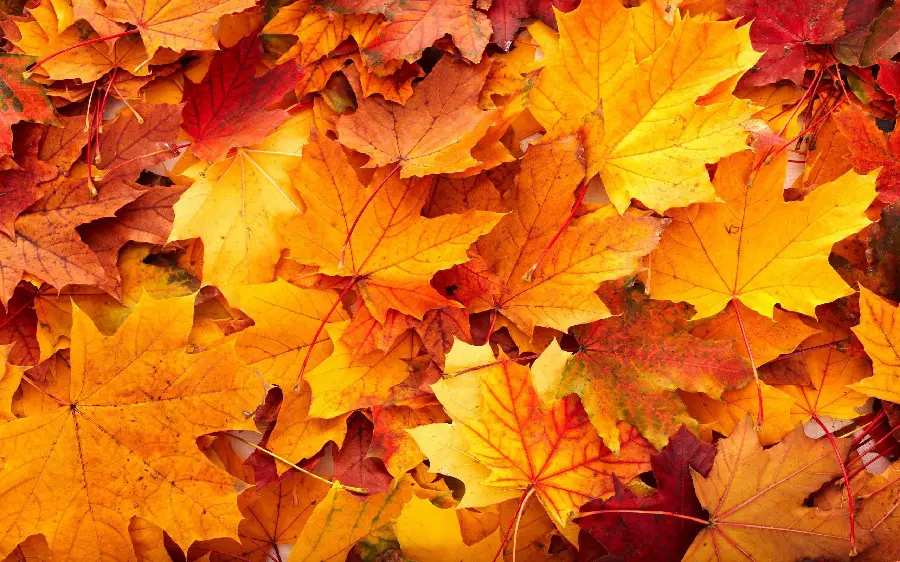 Background of autumn maple claw leaves and the sound of rustling of piled leaves