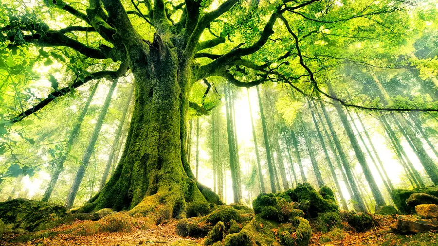 Lush, lush tree from a low angle, suitable for Telegram profiles