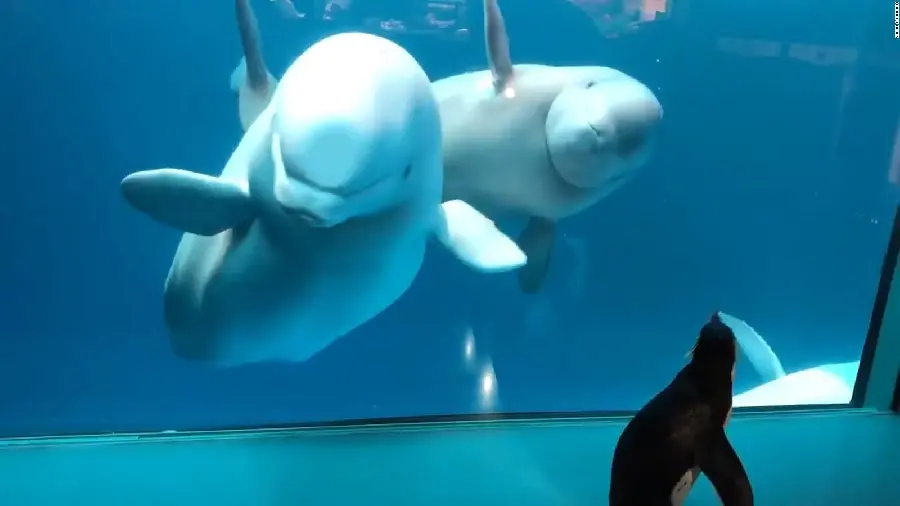 High quality wallpaper of beluga whales in large aquariums