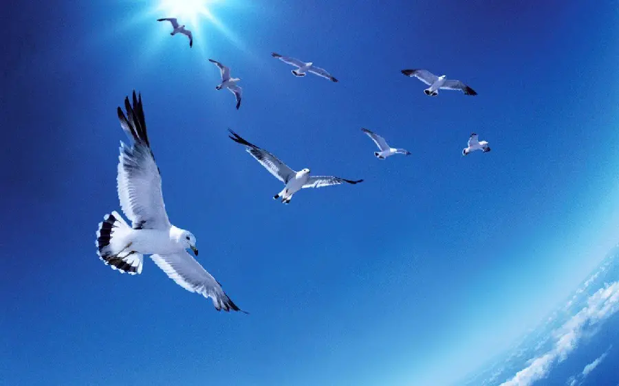 Photo of flying white seagulls in the sky