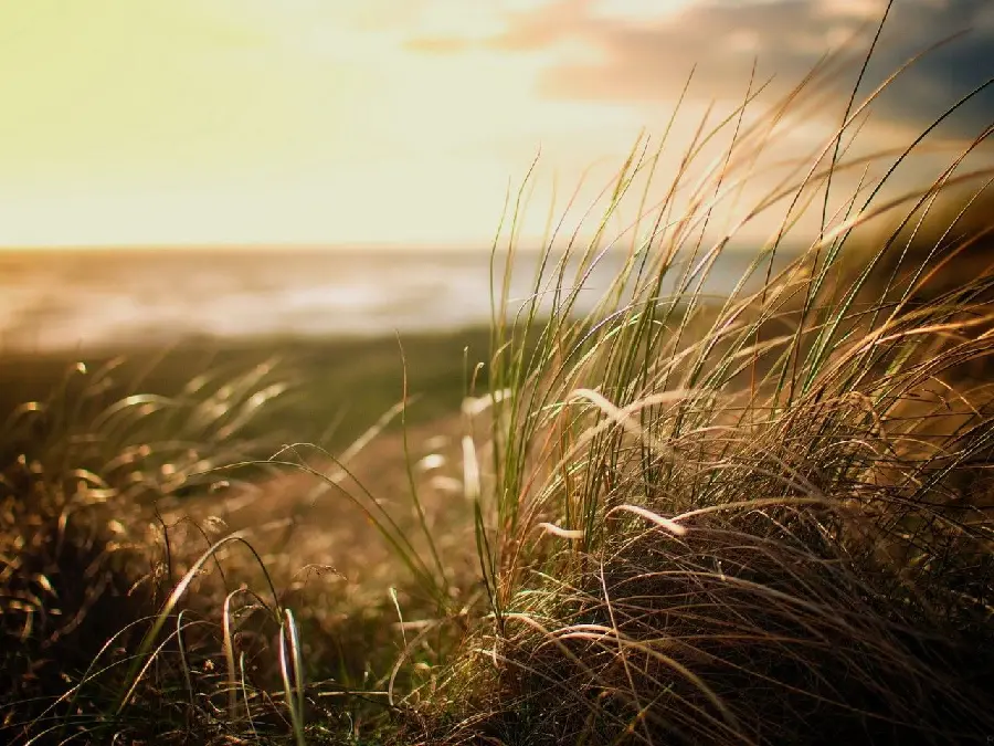 Download the latest wallpapers of beach grass during a beautiful sunset 