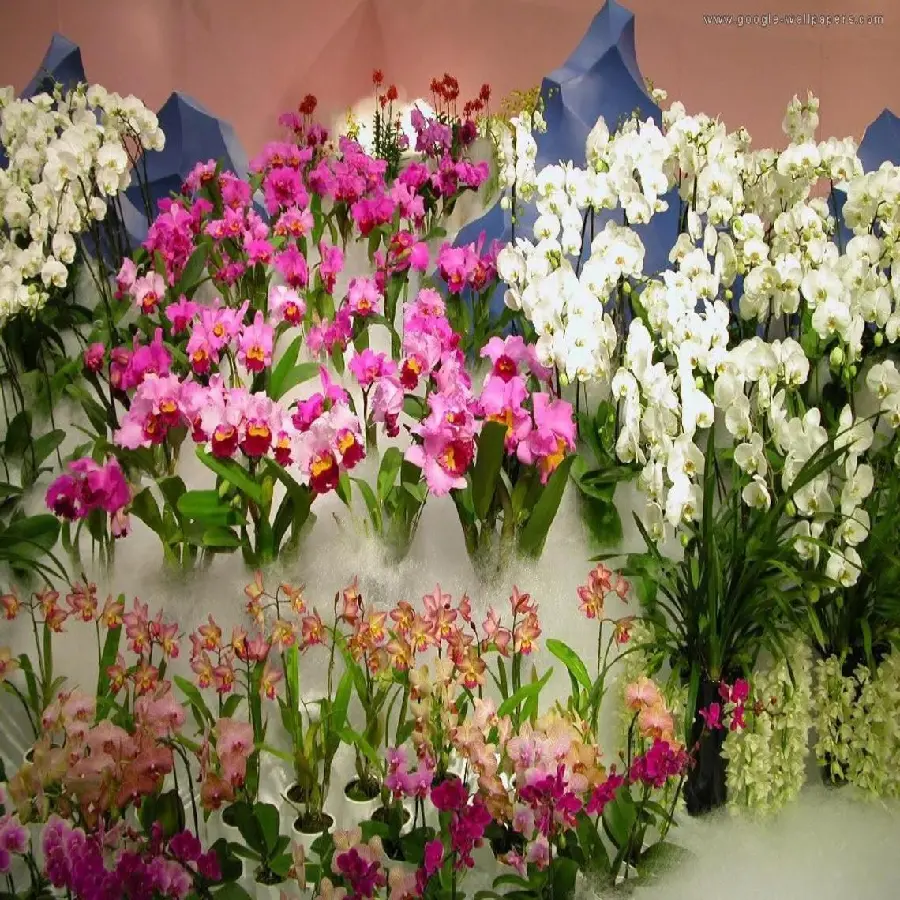 Lovely quality wallpaper of beautiful popular orchids and rocks