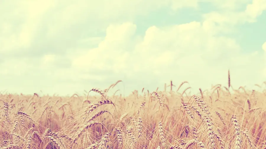 High Quality Golden Wheat Field Wallpaper
