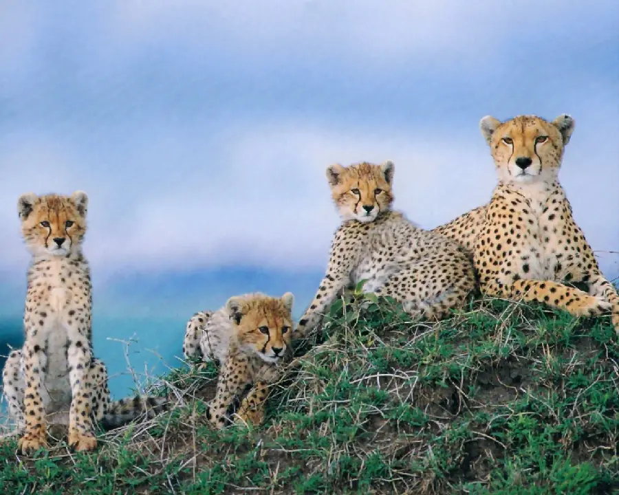 Attractive profile photo of a medium-sized cheetah family