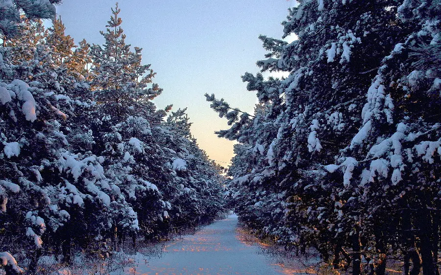 Free Full HD stock photo of snowy forest and trees in winter