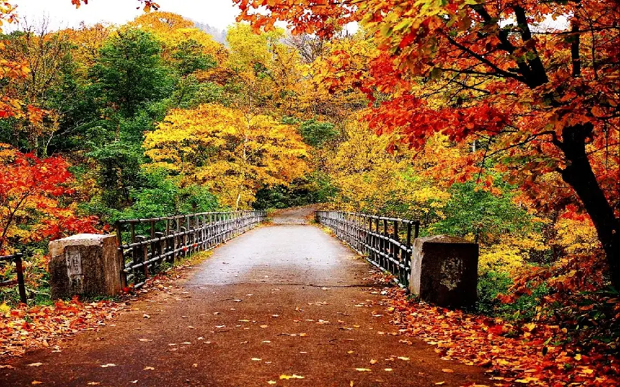 Wallpaper of a walk on a promenade of a thousand and one colors of a dreamy autumn forest