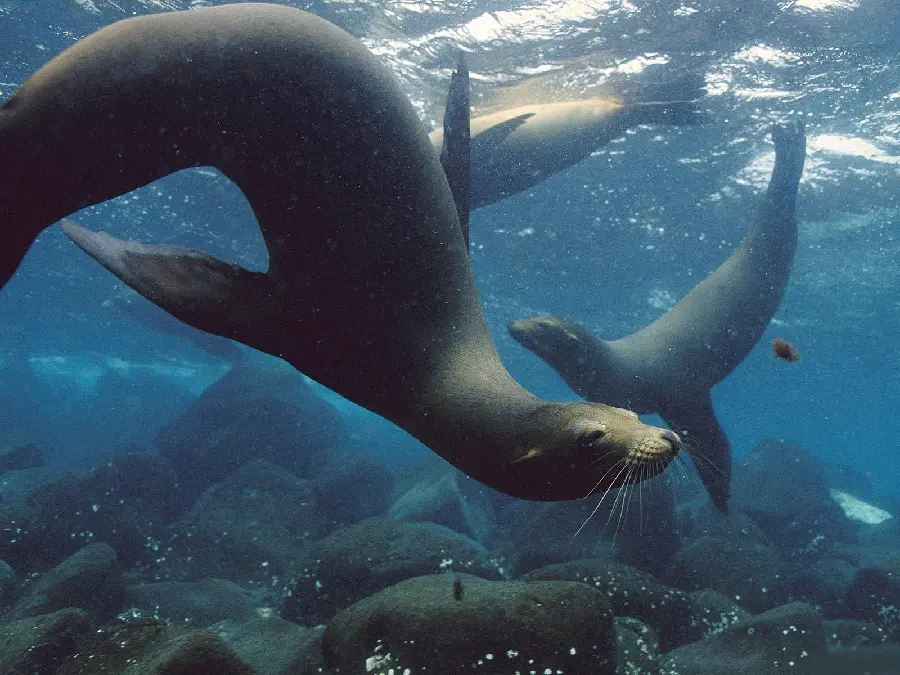 Caspian seals swimming in groups for hunting and playing
