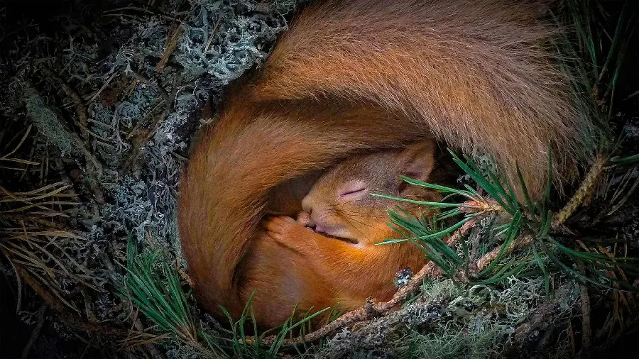 Beautiful Background Photo of Red Squirrel Sleeping in Nest