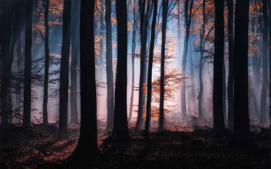 Wallpaper of a lifeless autumn forest, cold and merciless in the silence of the night, HD quality