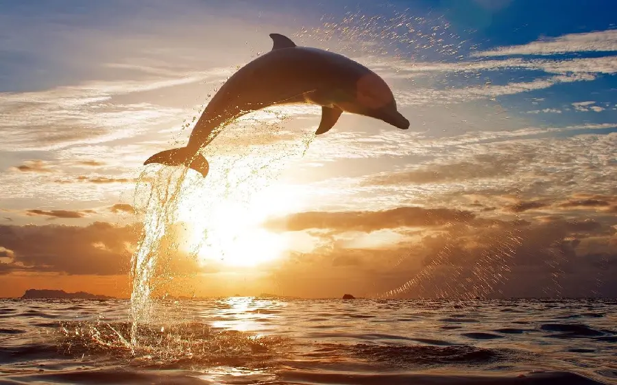 A very beautiful and amazing background photo of a dolphin jump at a pleasant sunset