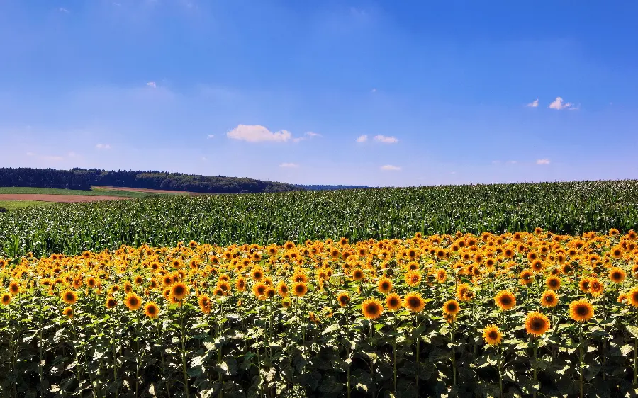 A background photo of an interesting and spectacular sunflower field 