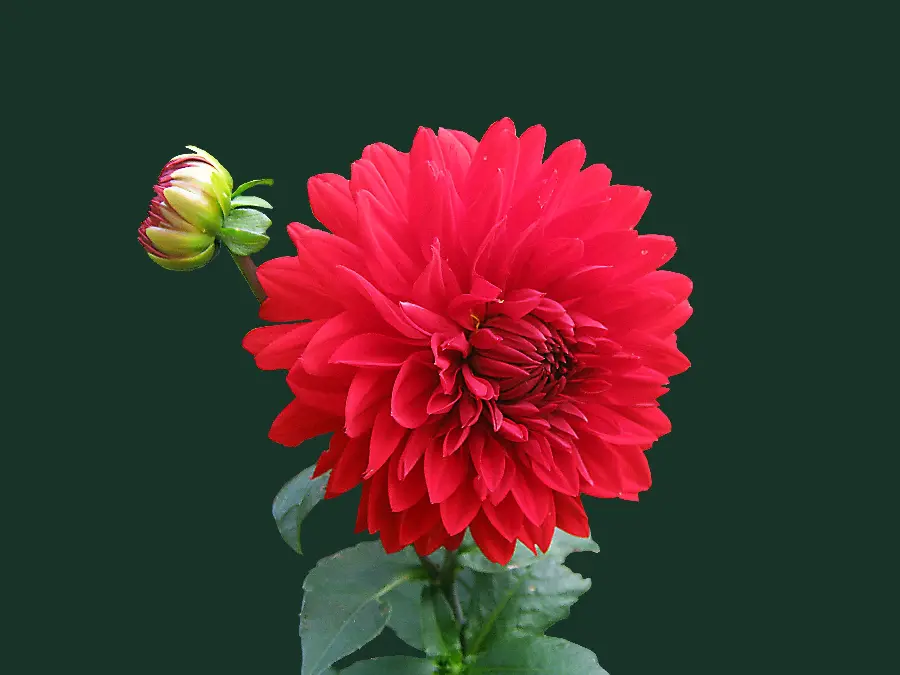 4K wallpaper of a landscape and a close-up of a red flower and its bud