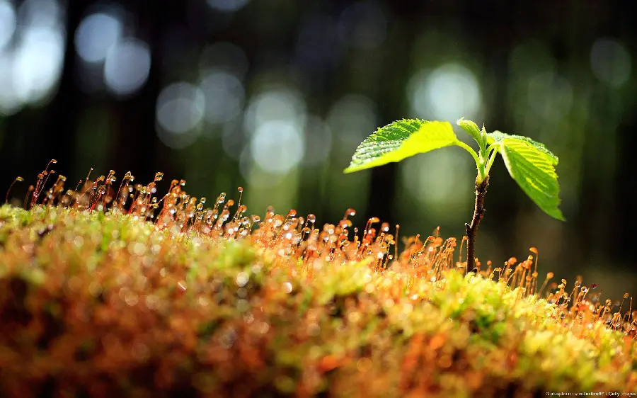 Small Tree Alone Image Among Dewy and Rainy Grasslands